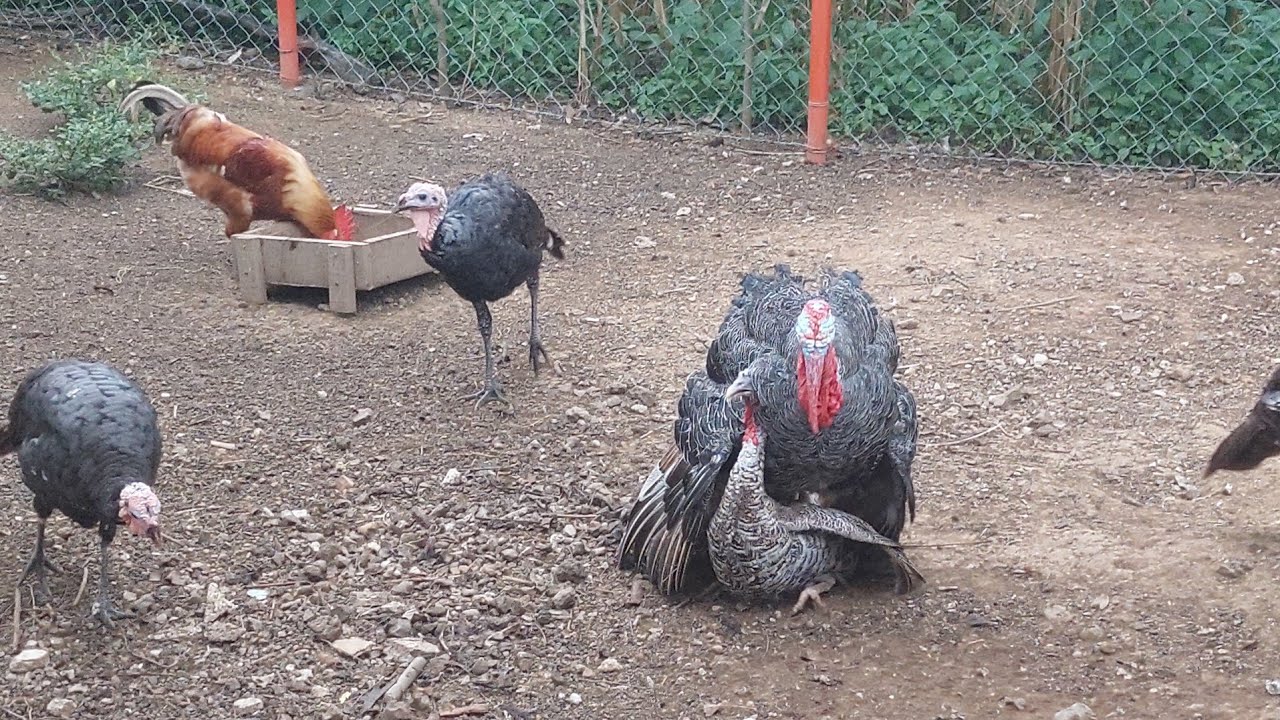 Gallinas Alina Albarrán gallo huevos pavos guajolotes guajolota