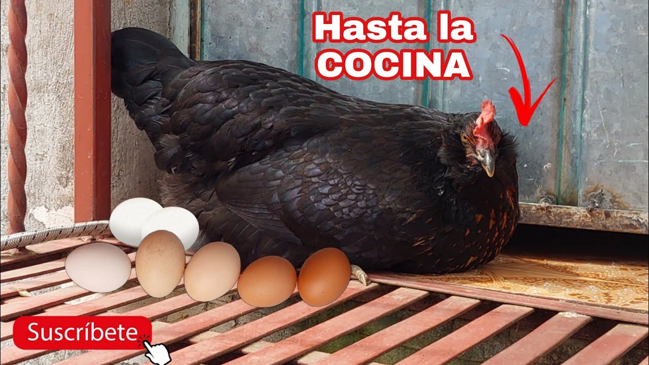 Gallinas Alina Albarrán gallo huevos