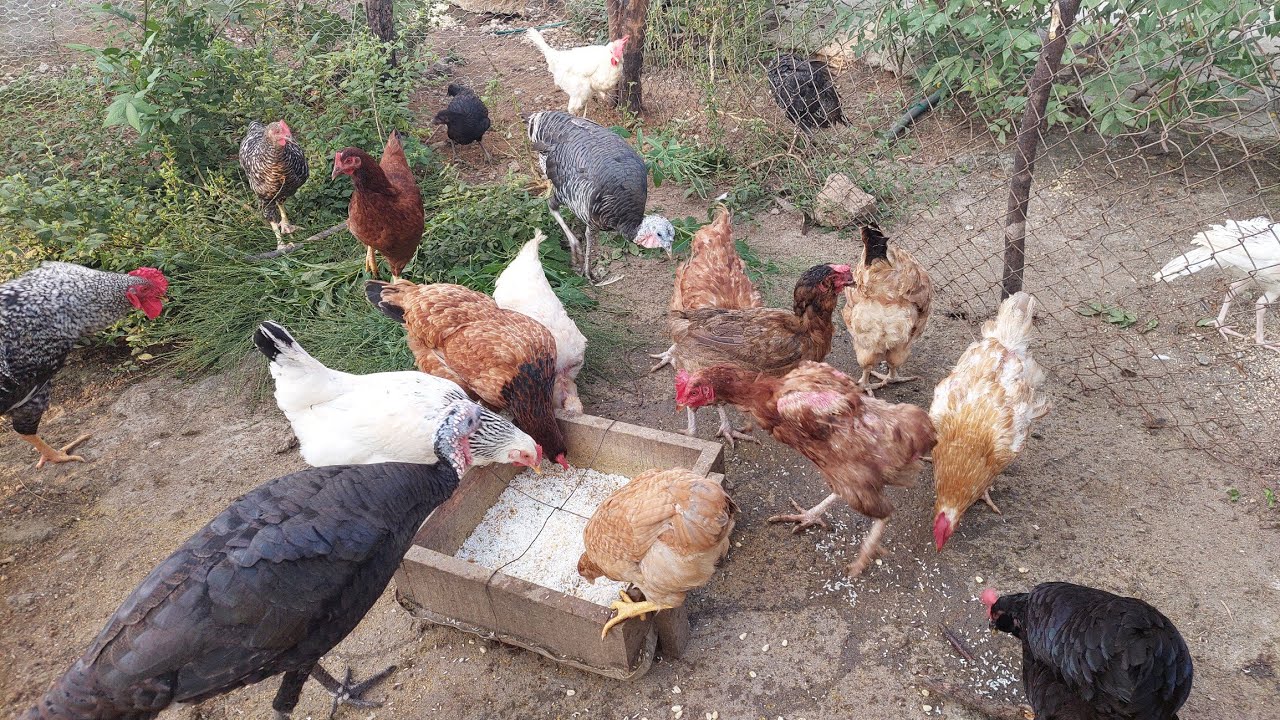 gallina Alina Albarrán gallo pavos guajolote guajolota